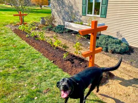 A thornless raspberry row on a wooden trellis in a mulched bed beside a house.