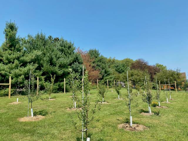 A newly planted residential orchard with rows of young fruit trees, stakes, guards, and deer fencing.