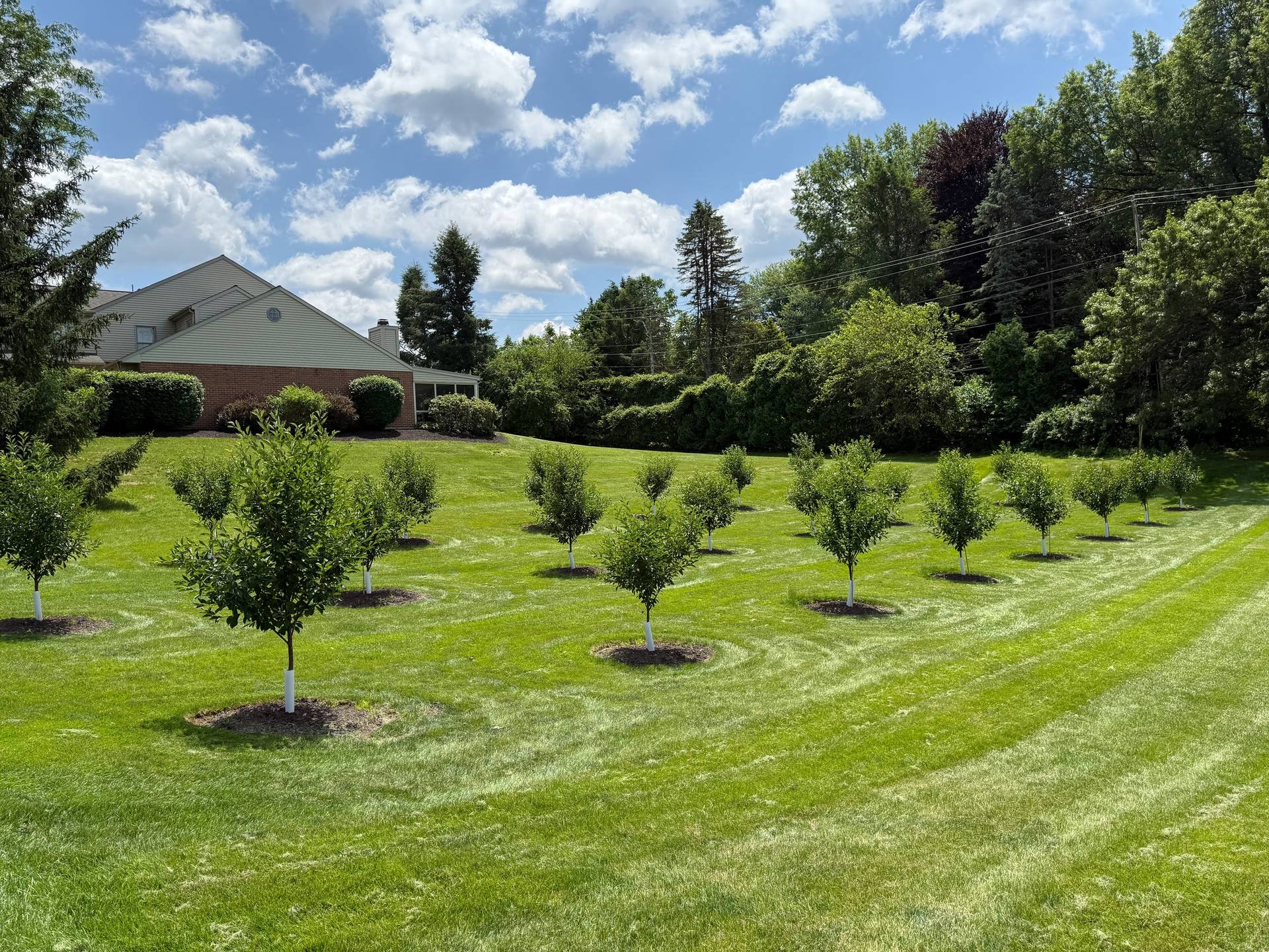 Rows of sour cherry trees planted across a residential lawn beside a house.