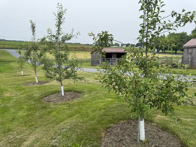 Several established apple trees with mulch circles and trunk guards in a residential orchard.